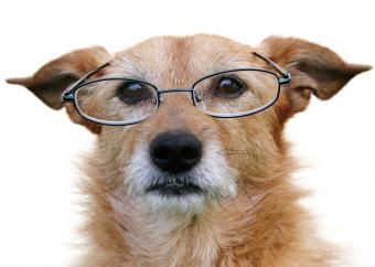 canin 10