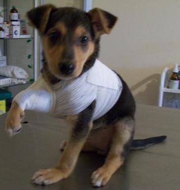 canin 5